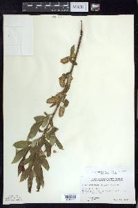 Salix serissima image