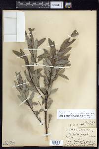 Salix sericea image