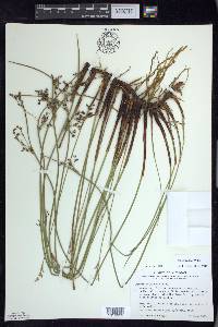 Juncus balticus subsp. littoralis image