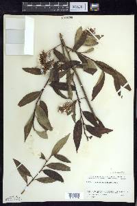 Salix serissima image