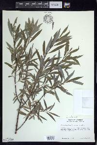 Salix petiolaris image