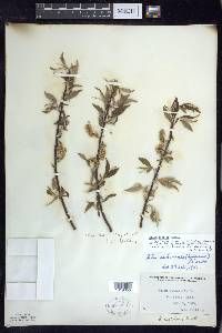 Salix sericea image