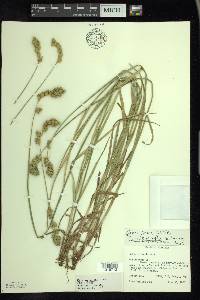 Carex argyrantha image