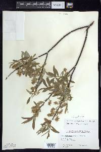 Salix petiolaris image