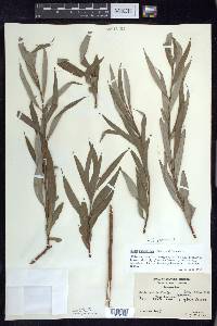 Salix petiolaris image