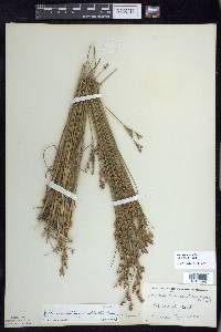 Juncus brevicaudatus image