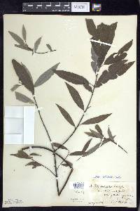 Salix sericea image