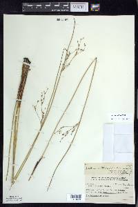 Juncus balticus subsp. littoralis image