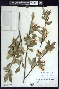 Salix serissima image