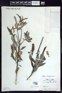 Salix sericea image