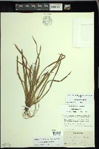 Carex backii image