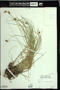 Carex bebbii image