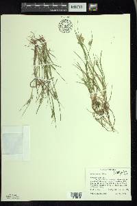 Carex aurea image