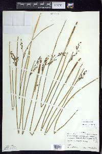 Juncus balticus subsp. littoralis image