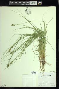 Carex arcta image