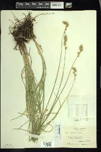 Carex argyrantha image