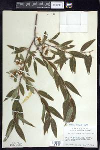 Salix serissima image