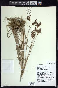 Juncus biflorus image