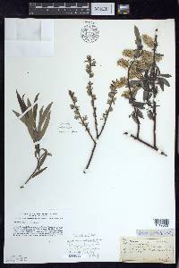 Salix sericea image