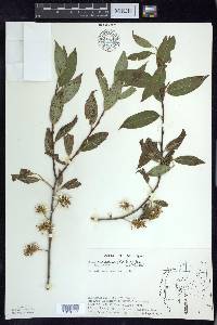 Salix serissima image