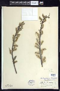 Salix sericea image