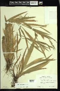 Carex albursina image