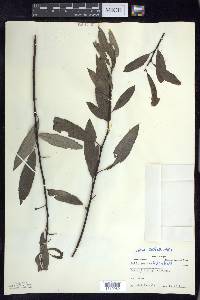 Salix sericea image