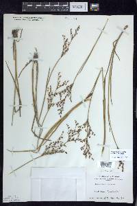 Juncus brachycephalus image