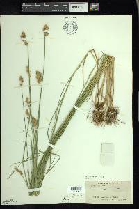 Carex alata image