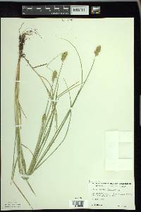 Carex bebbii image