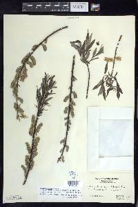Salix sericea image