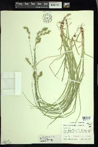 Carex argyrantha image