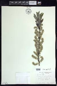 Salix sericea image