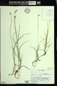 Carex adusta image