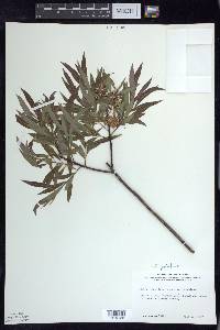 Salix petiolaris image