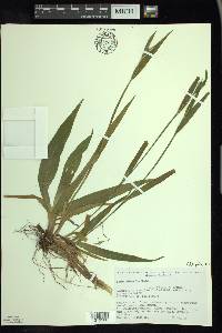 Carex albursina image