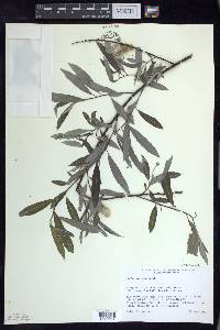 Salix sericea image