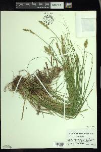 Carex arcta image