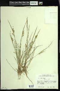 Carex aurea image