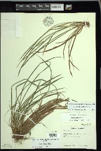 Carex backii image