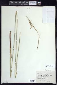 Juncus balticus subsp. littoralis image