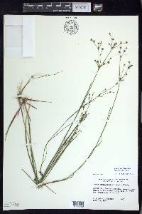 Juncus brachycephalus image