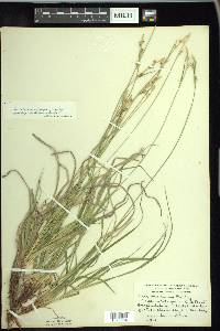 Carex austrina image