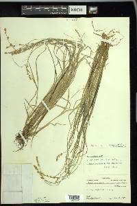 Carex canescens var. disjuncta image