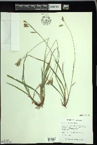 Carex castanea image