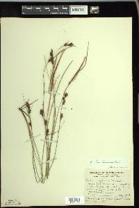 Carex buxbaumii image