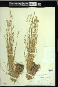 Carex canescens var. disjuncta image