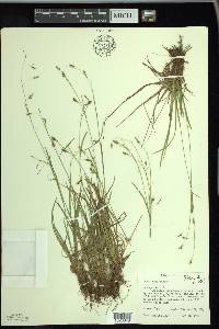 Carex capillaris image