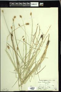 Carex bebbii image