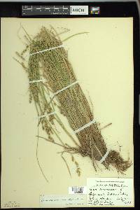 Carex canescens var. disjuncta image